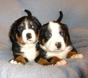 So niedlich die kleinen Puppies sind, trotzdem sind es Hunde. Unsere Welpen Käufer bekommen Anleitungen und Unterstützung bei der Aufzucht des Siwssydogs. 