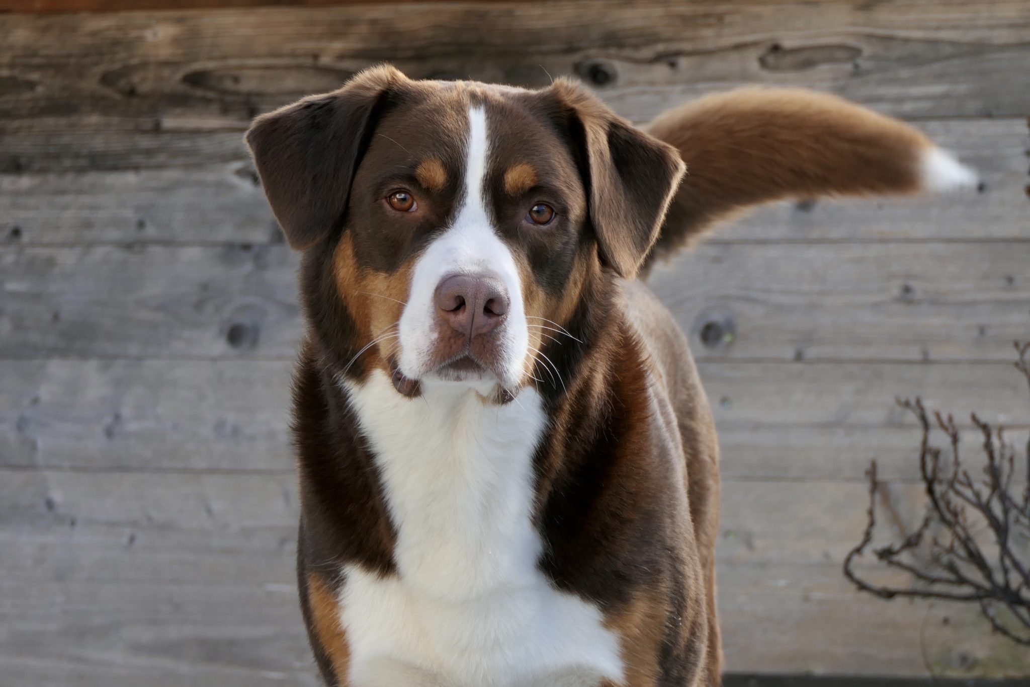 Blue Swissy Swissydog: Alles Gute von den Sennenhunden - SwissydogSwissydog | Alles ...